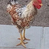 فروش خروس به همراه ۸ تا مرغ