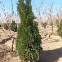 ۸۰۰عدد درخت کبوده و کاج تزئینی