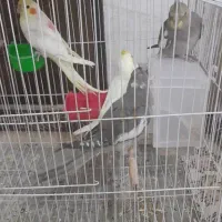 جوجه عروس دستی دانخور|پرنده|شاهدشهر, |دیوار