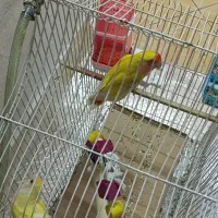 طوطی بریزیلی جفت