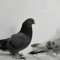 دوجفت سبز کاغذی|پرنده|دوگنبدان, |دیوار