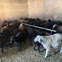 ۵۵راس بره نر و ماده بومی|حیوانات مزرعه|قم, شهرک امام حسین|دیوار