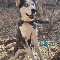 سگ ماده هاسکی