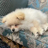 پامرنرشرایط نگهداری ندارم