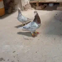 نرماده هفرنگ سرخ عتیقه