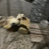 یک عدد اردک سالم تنهاعه