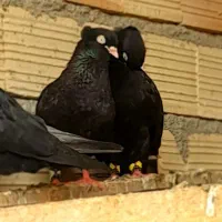 کبوتر طوقی زاغ|پرنده|یاسوج, |دیوار