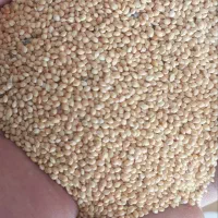 ارزن تیر ماهی درشت بومی|حیوانات مزرعه|کاشان, آیت الله سعیدی|دیوار