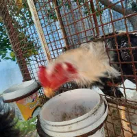 فروش سه عددمرغودوعددخروس نژاد دار لاری