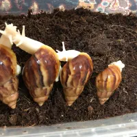 انواع نژاد حلزون و انواع ملزومات نگهداری|لوازم جانبی حیوانات|اهواز, شهرک حفاری|دیوار