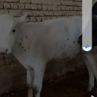 دو راس گوساله