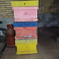 پیش فروش زنبوروکندوزنبورعسل