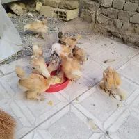 جوجه برهما
