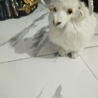 لوازم دکوری|مجسمه، تندیس، ماکت|ساوه, |دیوار