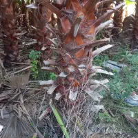 پالم واشنگتن تنه از ۲ متر الی ۳ متر تنه سرخ آناناس