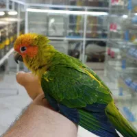 گرینچیک راهب خورشیدی ملنگو شاه طوطی کاسکو