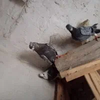 کبوتر پرشی|پرنده|اسفرورین, |دیوار