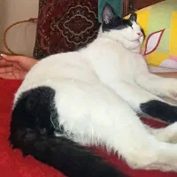 بچه گربه ی سالم|گربه|سنندج, |دیوار