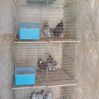 کبوتر بلندپرواز|پرنده|آران و بیدگل, |دیوار