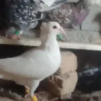 هذاعذ