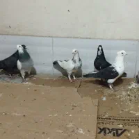 کبوتر