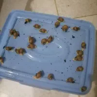حلزون دونه ای 15