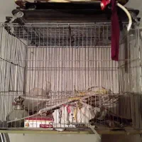 قفس معاوضه با سهره|لوازم جانبی حیوانات|کوهدشت, |دیوار