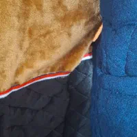 پافر اسپرت برندجوردن|لباس|گنبد کاووس, |دیوار