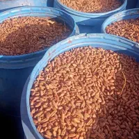 حراج هسته خرما تناژ