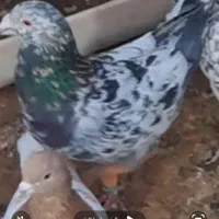 کبوتر گم شده هر کی گرفته از پولش بیشتر میخامَ|پرنده|سبزوار, فرهنگیان|دیوار