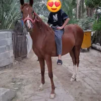 فروش اسب خالص