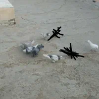 کبوتر|پرنده|فلاورجان, |دیوار