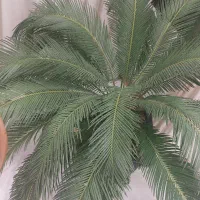 گل سیکاس دو عدد|گل و گیاه طبیعی|مشهد, شهرآرا|دیوار