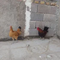 مرغ و خروس چهل تاج طاقچه