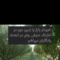 باغ-و-زمین-دیم-اطراف-صوفی-چای-در-امتداد-یادگاران