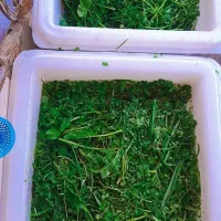 کار در کارگاه سبزیجات آماده طبخ|استخدام خدمات فروشگاه و رستوران|لاهیجان, یوسف آباد|دیوار