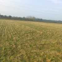 زمین شالیزار|فروش زمین و ملک کلنگی|طاهرگوراب, |دیوار