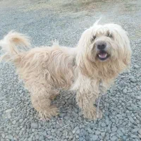 سگ پشمالو|سگ|بهار, |دیوار