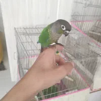 گرینچیک فول دستی