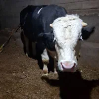 گاور نر (گوشتی)سیمیتال|حیوانات مزرعه|لیلان, |دیوار