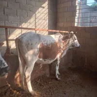 گاو