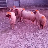 بره ماده|حیوانات مزرعه|سرپل ذهاب, |دیوار