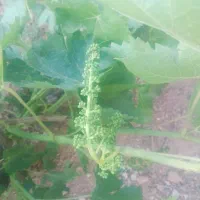 نهال صنوبرنیگرا|حراج|اسدآباد, |دیوار