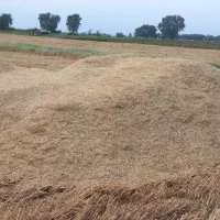 کاه گندم با حمل ونقل
