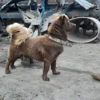 سگ اشپیتز