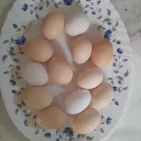 فروش تخم مرغ نطفه دار