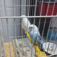 مرغ عشق نر ماده|پرنده|مشهد, رضاییه|دیوار