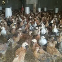 جوجه مرغ خروس بومی اصل پامشگی