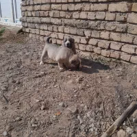 معاوضه سگ ماده سه ساله سرابی