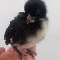 جوجه چند روزه